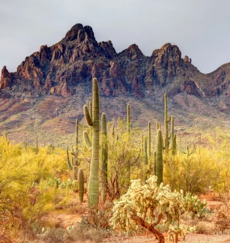 Legal translations for Arizona